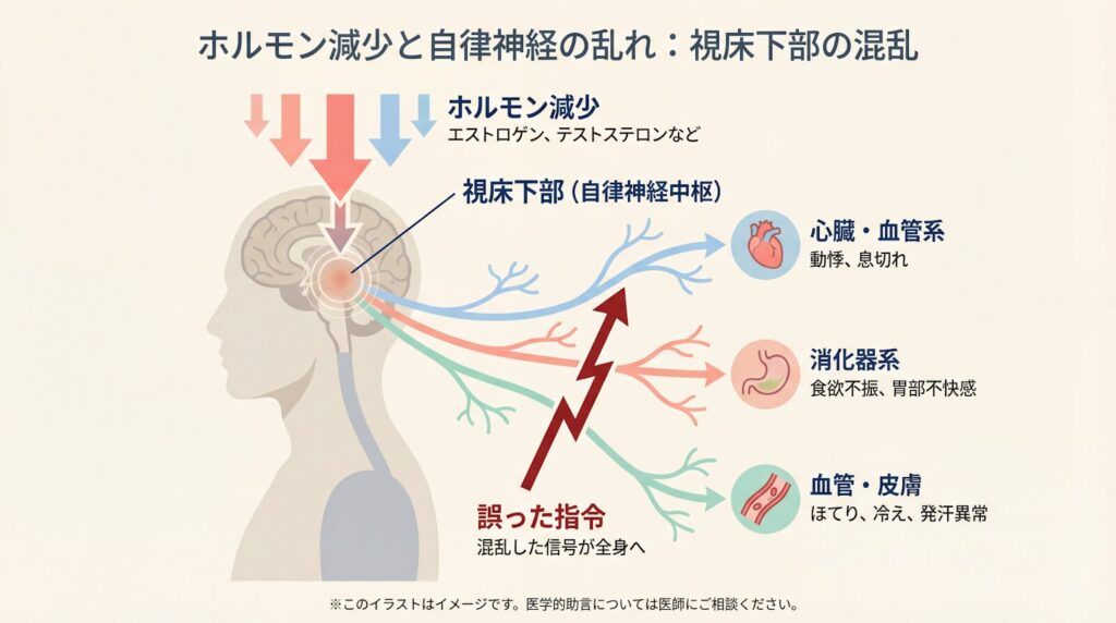 更年期障害で自律神経が乱れるメカニズムの図解