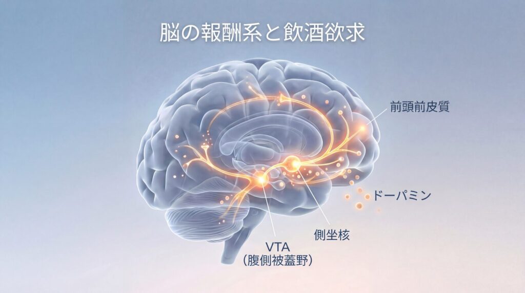 飲酒欲求を引き起こす脳内の報酬系回路とドーパミンのイメージ